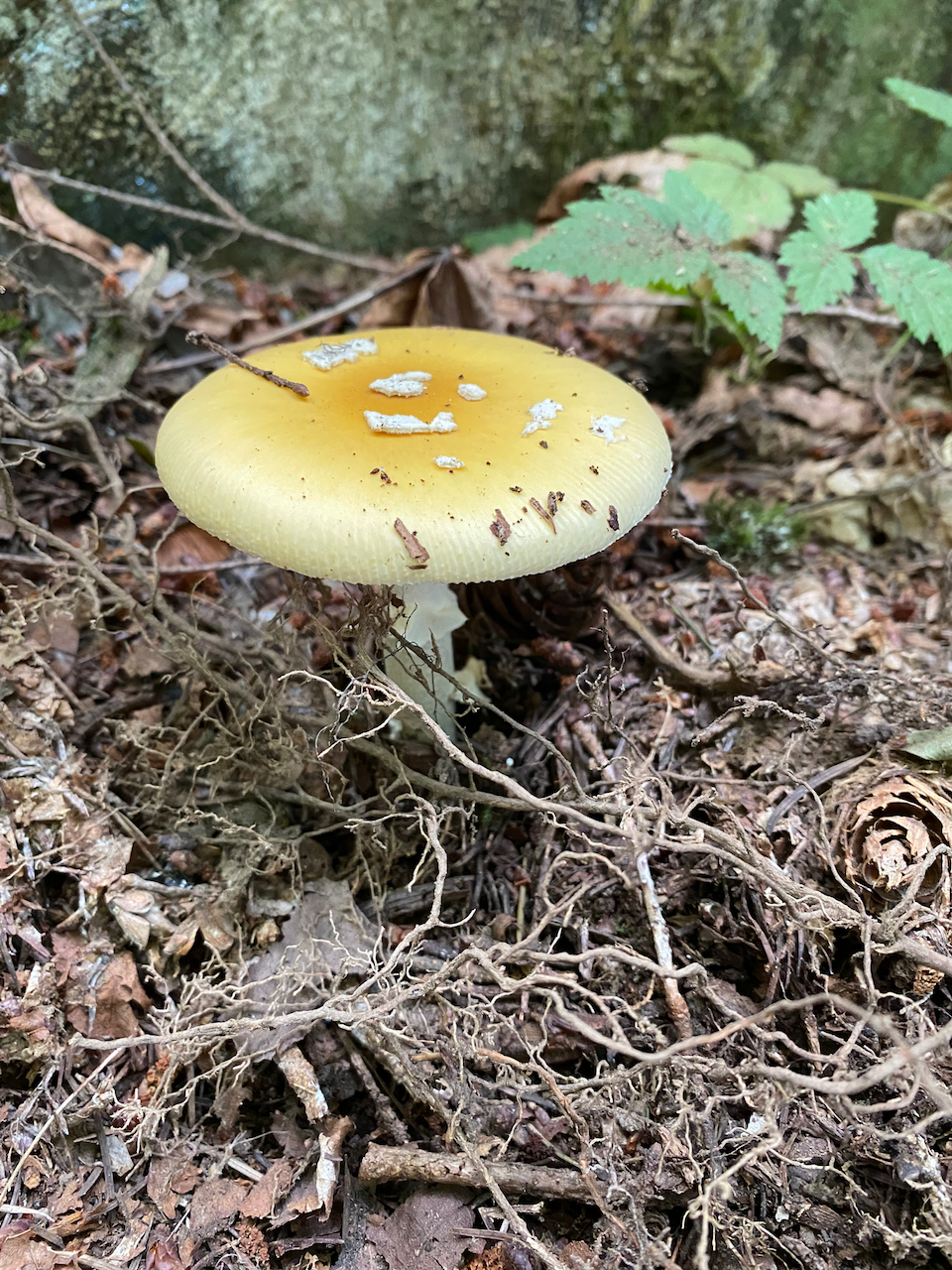 yellow_amanita.png