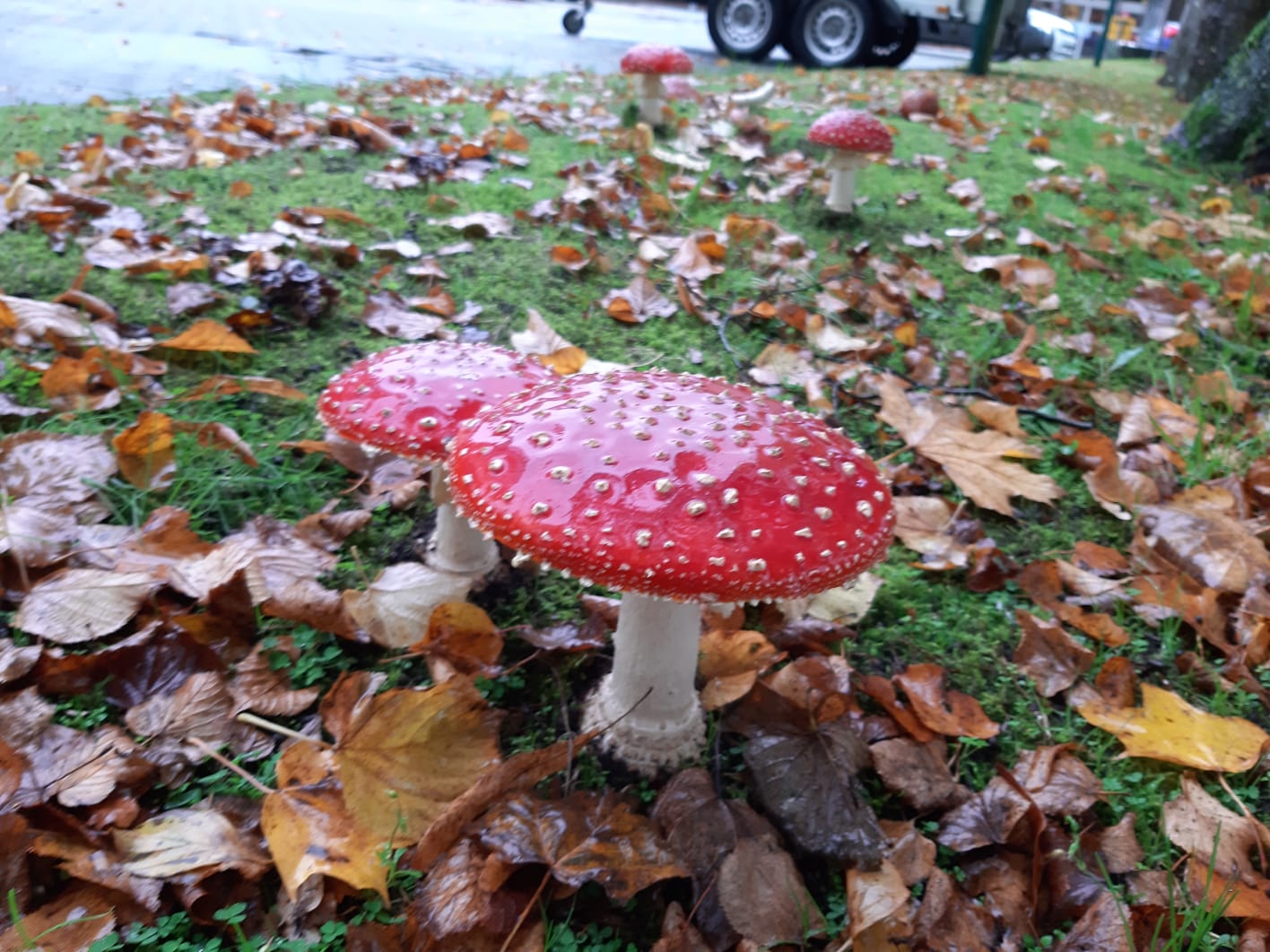 These were growing in the parking lot of my kids kindergarten!