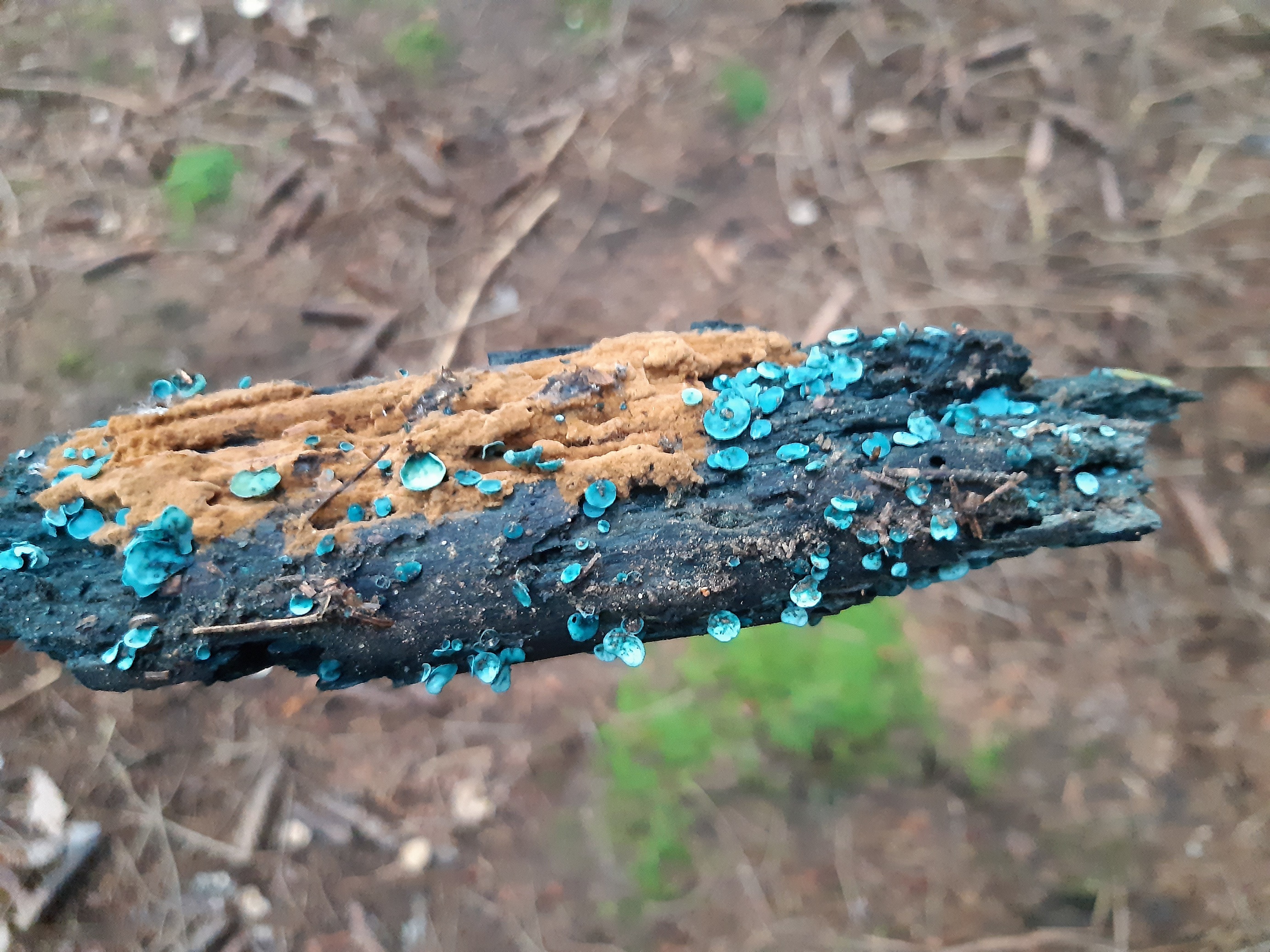 and chlorociboria aeruginascens (i think)