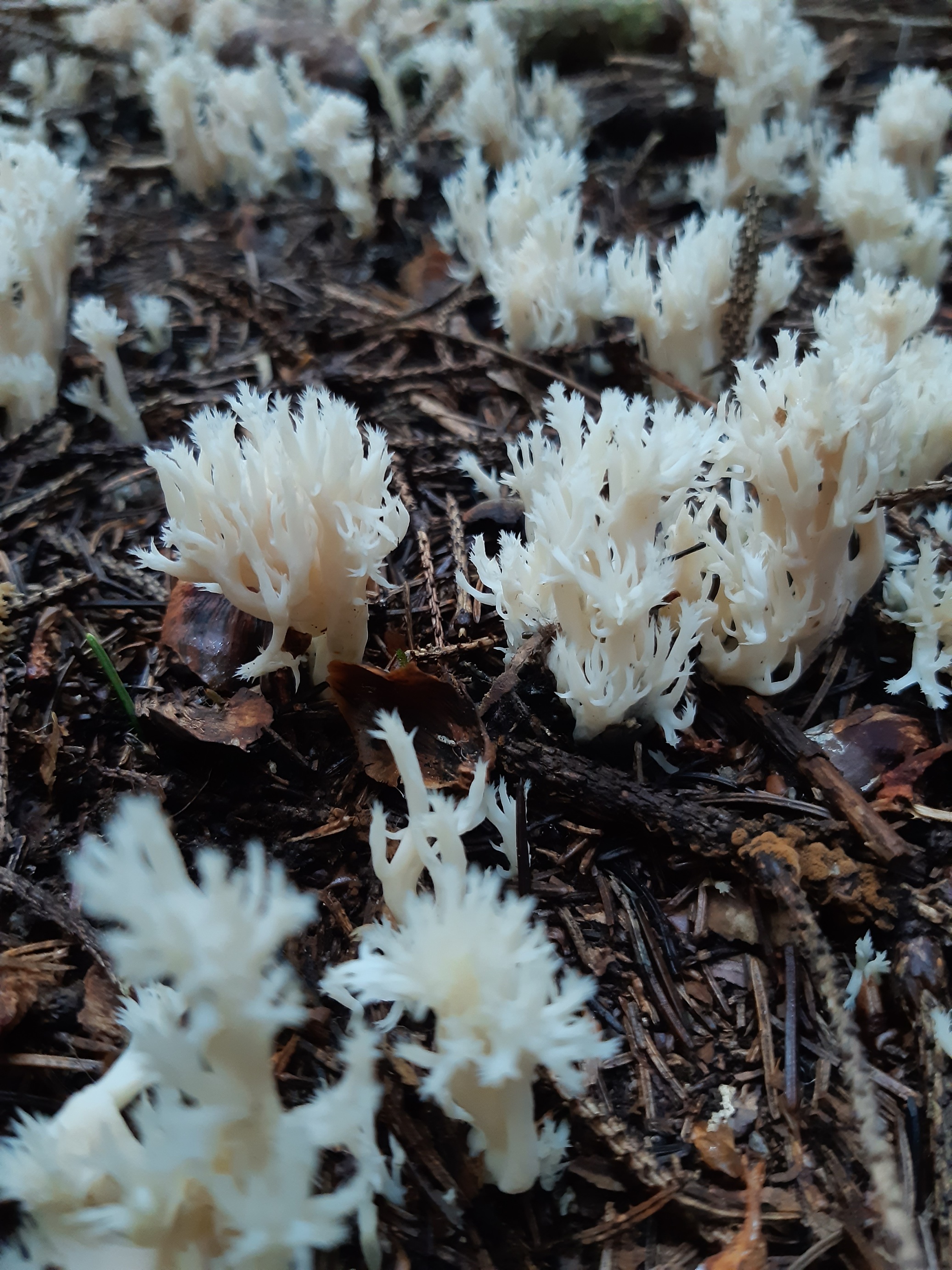 some clavulina coralloides (i think)