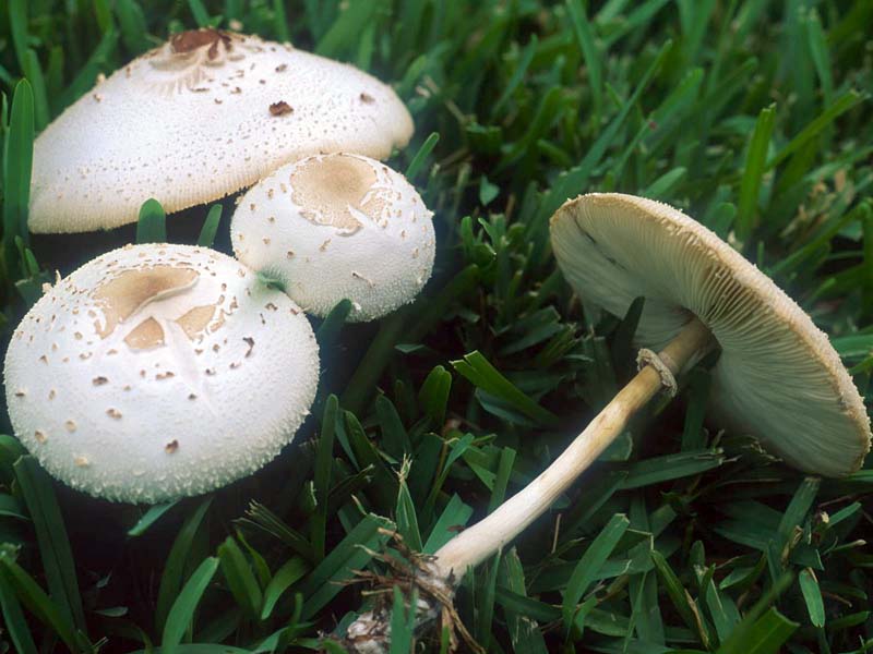 Chlorophyllum-molybdites_01.jpg