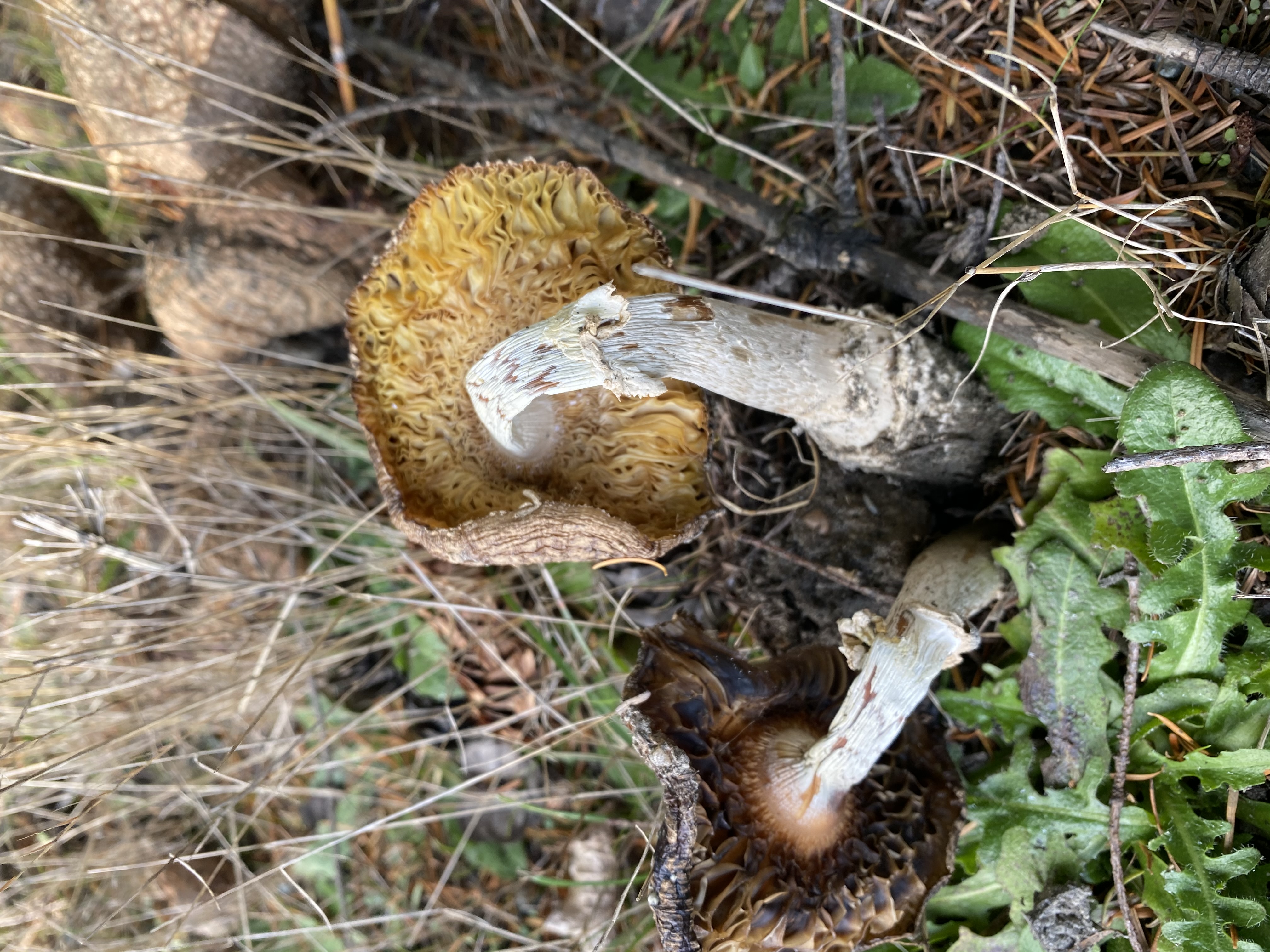 old_Amanita_2.jpg