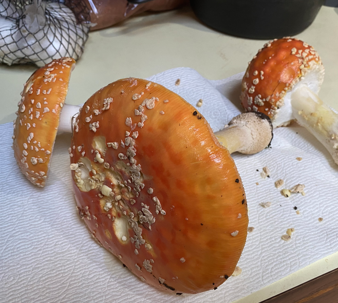 Amanitas.png