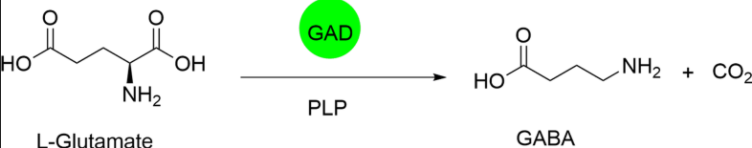 glutamate to GABA.PNG