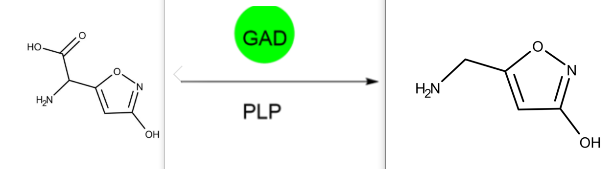 ibotenic acid to muscimole.PNG