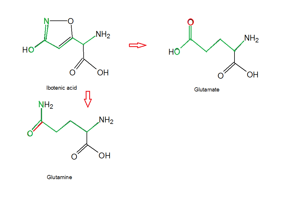 ibotenic acid glutamine.PNG