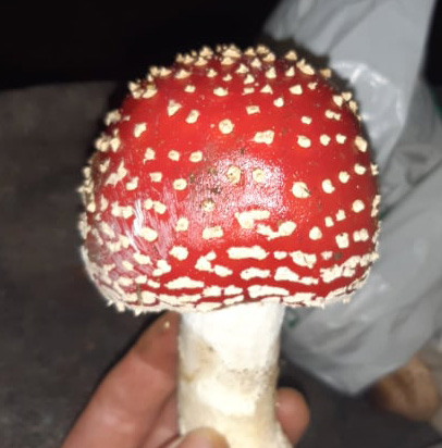 perfect-amanita-square.jpg